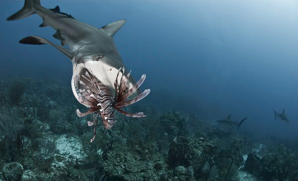 主页 海洋生物 > 狮子鱼泛滥成灾 潜水员训练鲨鱼进行捕杀