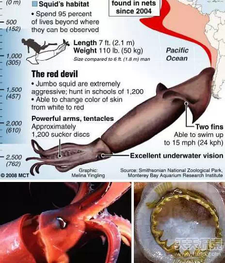 你知道几个地球上8大长相怪异鱿鱼