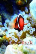去帕劳玩潜水摄影